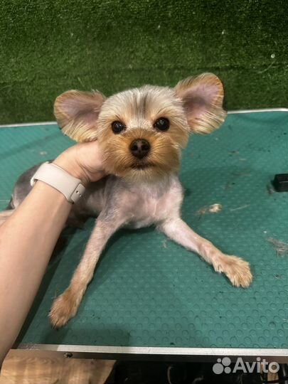 Груминг. Стрижка животных