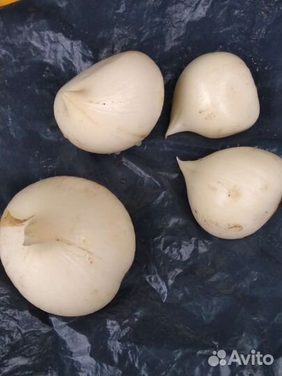 Декоративные луки и Орнитогалум