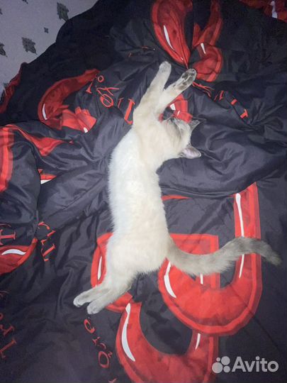 Отдам кота в добрые руки бесплатно