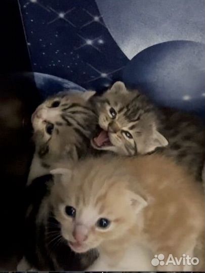 Котята от породистой кошки и дворняги