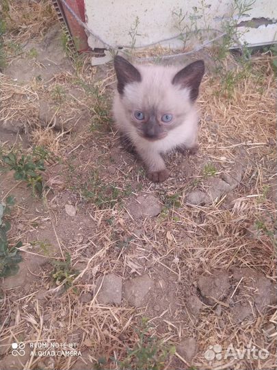 Кошки в добрые руки бесплатно