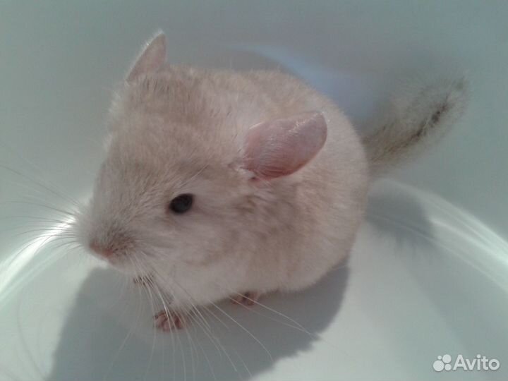 Шиншиллы малыши