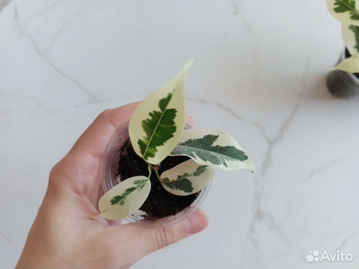 Фикус Де Гантель