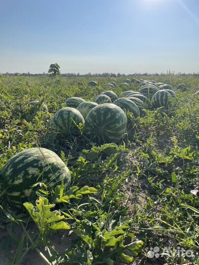 Арбузы с доставкой