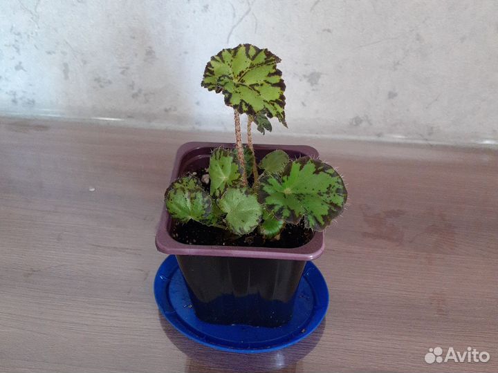 Бегония тигровая