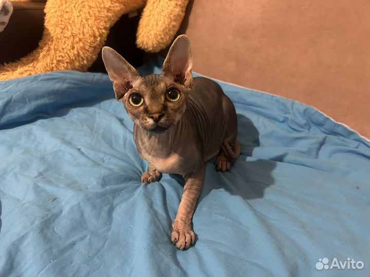 Котик на вязку