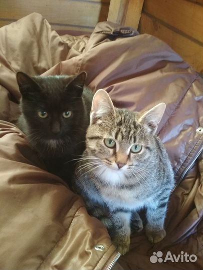 Котенок в дар бесплатно