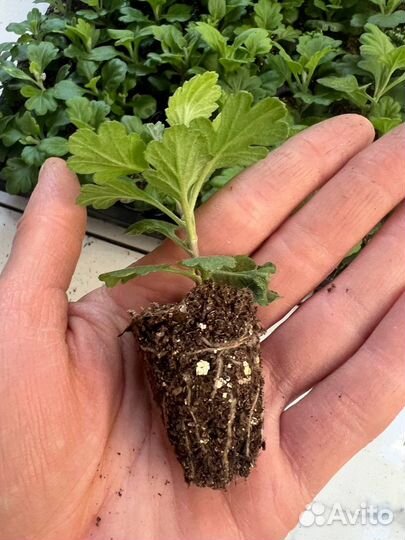 Хризантемы мультифлора