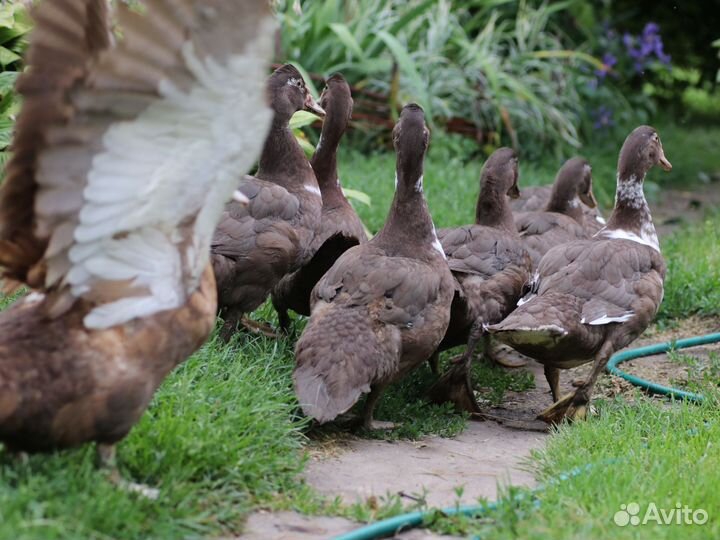 Мускусные утки