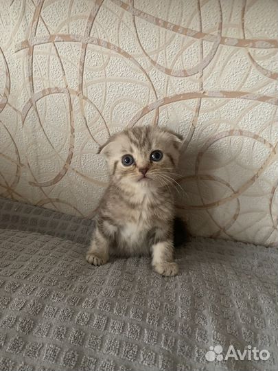 Шотландская вислоухая кошечка и мальчик