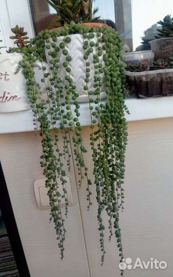 Суккуленты Крестовник