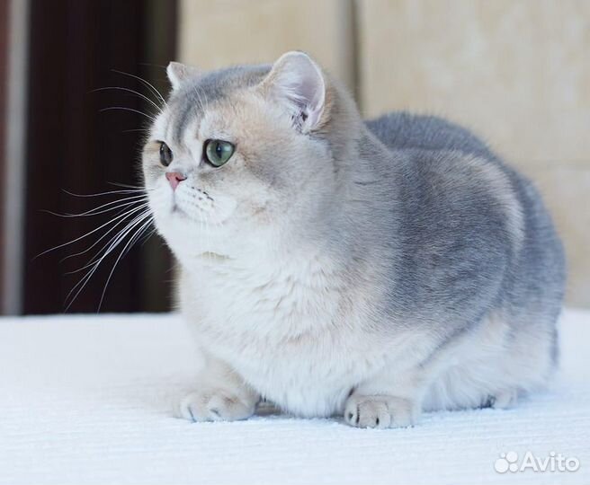 Британский голубой золотой котик