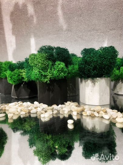 Кашпо со стабилизированным мхом