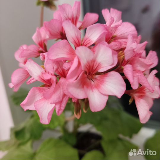 Комнатные цветы