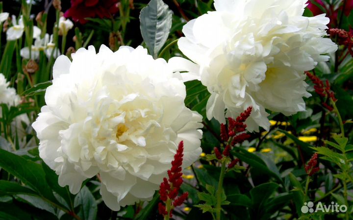 Пионы сортовые саженцы