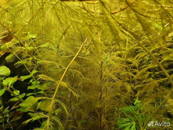 Аквариумные растения