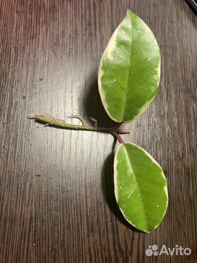 Хойя кримсон квин