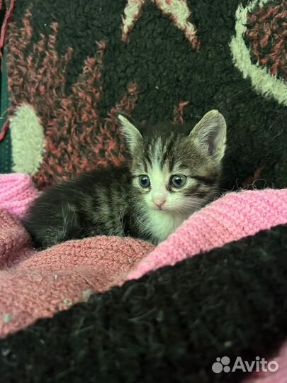 Лучики Солнца и подарки судьбы в дар