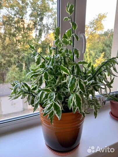 Продам цветы комнатные