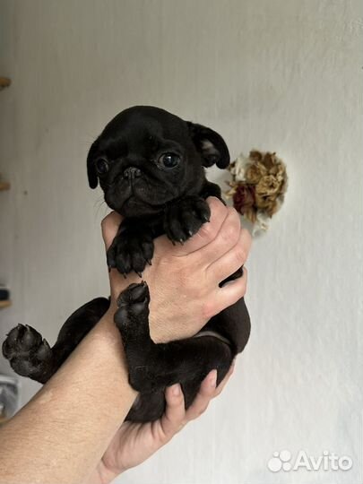 Щенки мопса
