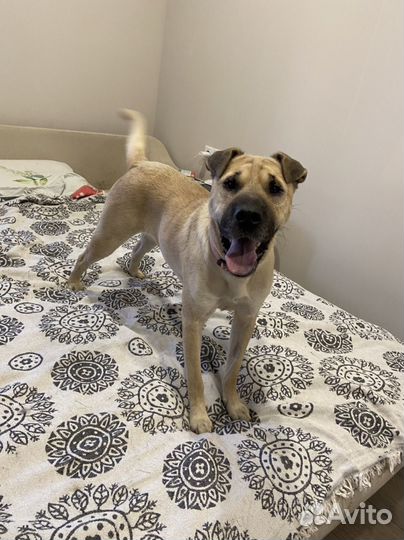 Шарпей девочка в добрые руки