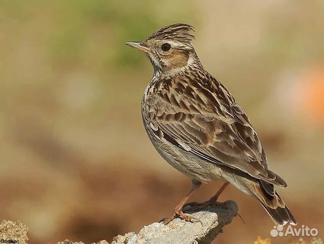 Певчие птицы