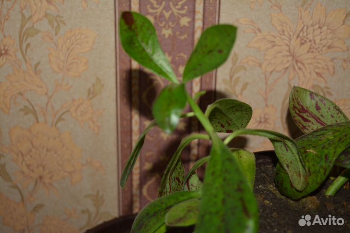 Комнатные цветы - Рео, Хлорофитум, Гемантус