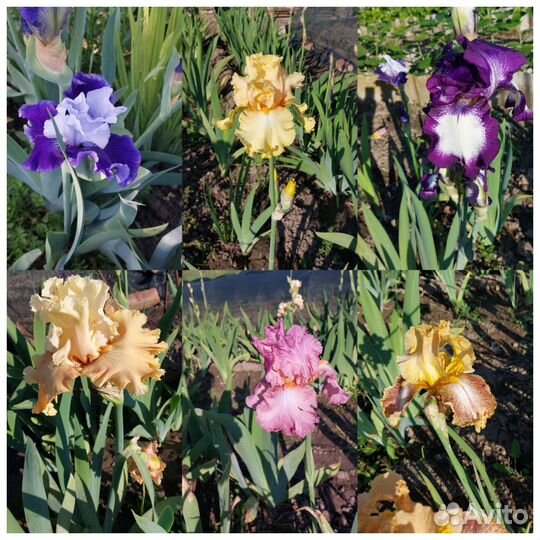 Ирисы сортовые