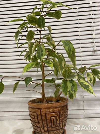 Комнатные растения