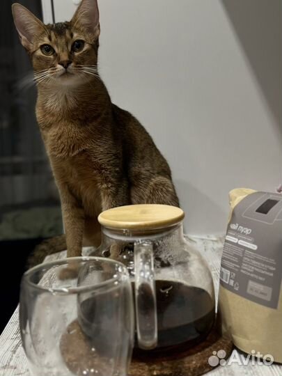 Аббисинские котята