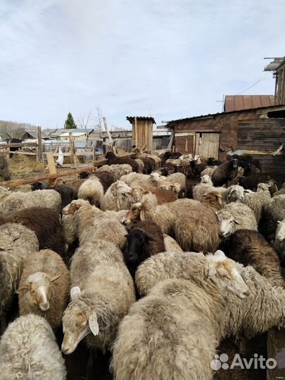 Продам овец