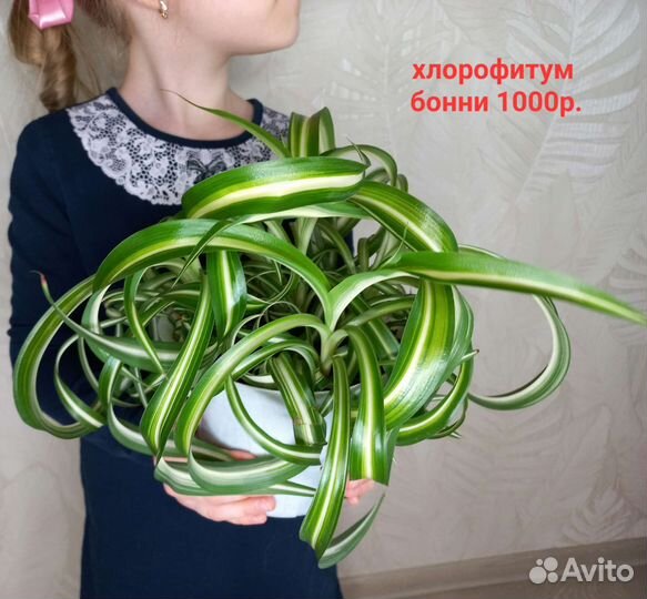 Растения для Вашего дома и квартиры