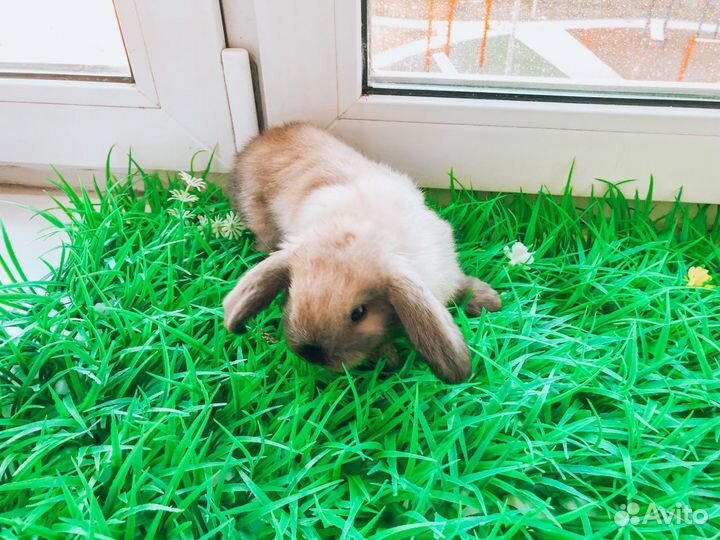 Карликовый кролик мини