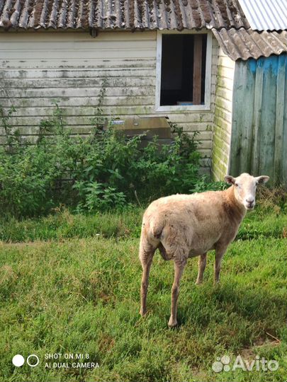 Катумские чистокровные овцематки и ярочки