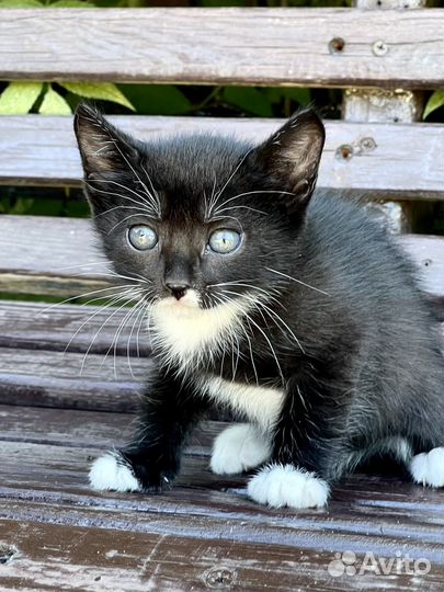 Котенок мальчик 1,5 мес