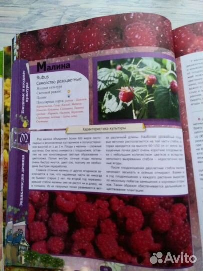 Книга Энциклопедия дачника