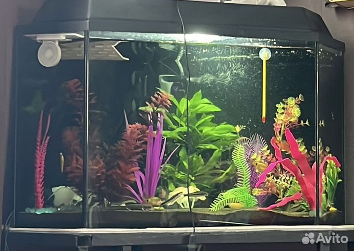 Аквариум
