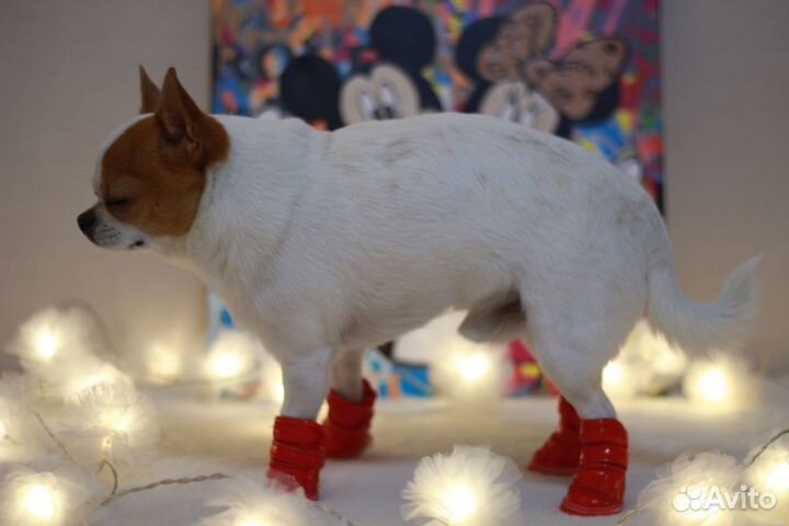 Ботинки зимние для маленьких собак