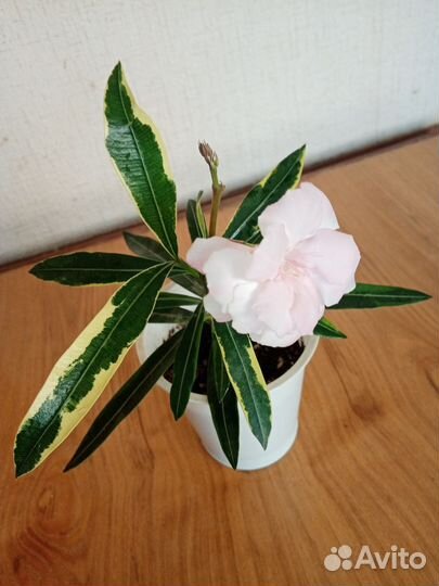 Олеандр вариегатный