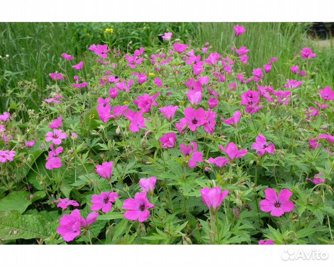 Герань Red Admiral