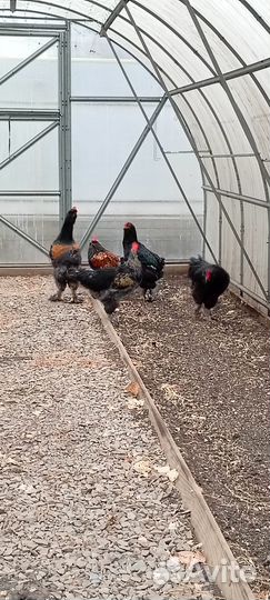 Петухи брама