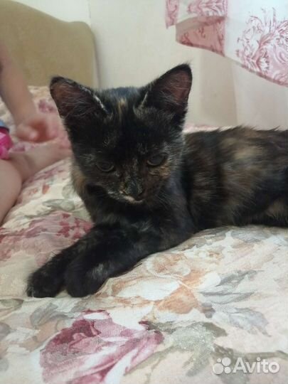 Кошка в дар бесплатно