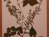 Гербарий, лекарственные растения, плоский сухоцвет