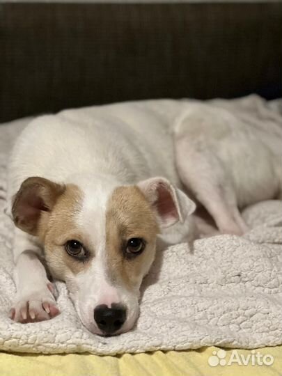 Джек Рассел терьер