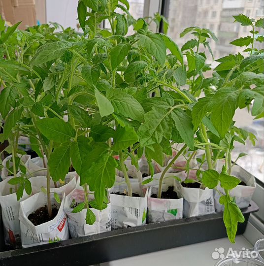 Рассада помидоров томатов