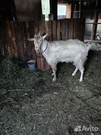 Козёл на племя