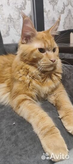 Мейн-кун вязка