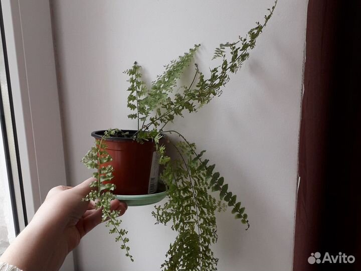 Комнатные цветы