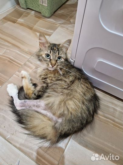 Лапка ищет дом