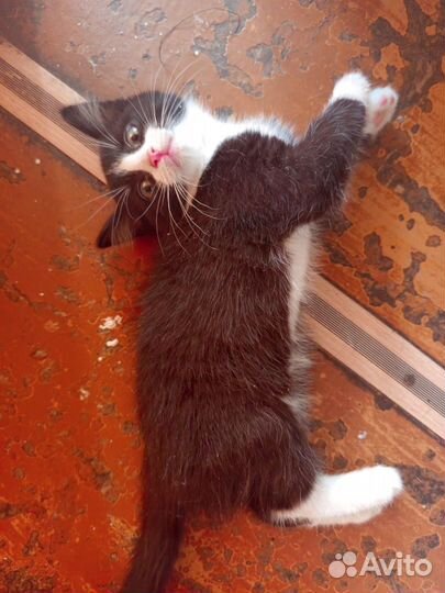 Чёрно-белый котенок